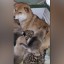 Собака Мира усыновила котенка леопарда Мао в Иркутском зоосаде
