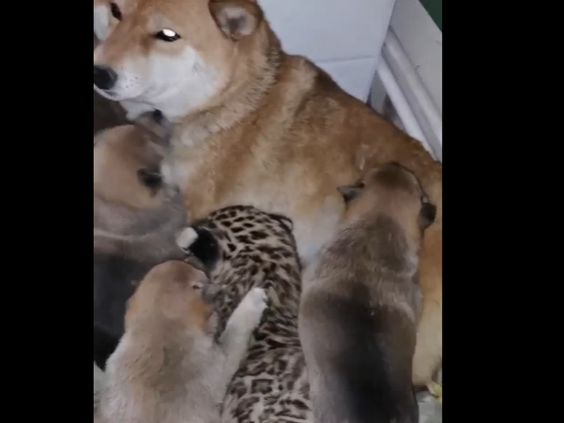 Сиба-ину стала приемной мамой для детеныша леопарда в зоогалерее Иркутска