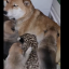 Сиба-ину стала приемной мамой для детеныша леопарда в зоогалерее Иркутска