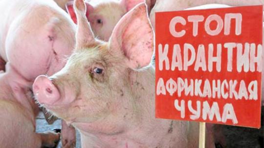 В Иркутской области разработана программа по борьбе с африканской чумой свиней