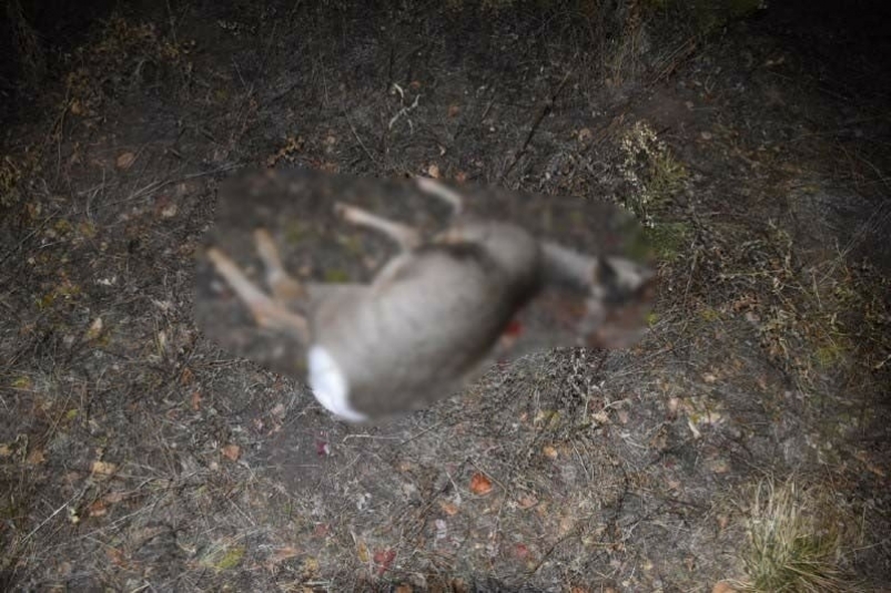 Трое предполагаемых браконьеров ответят в суде за убийство косули в Иркутской области