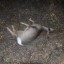 Трое предполагаемых браконьеров ответят в суде за убийство косули в Иркутской области