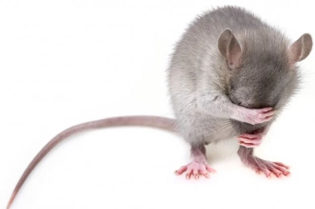 Крыса напала на подростка в больнице Иркутской области