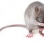Крыса напала на подростка в больнице Иркутской области
