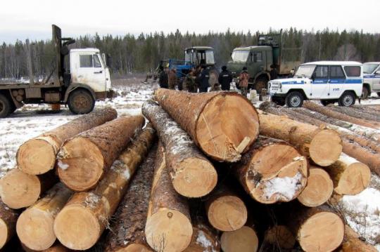 Пятерых черных лесорубов задержали в природном заказнике «Магданский» Иркутской области