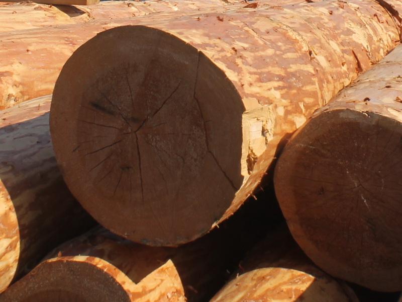 Жительницу Иркутского района осудили за контрабанду леса на 470 миллионов рублей