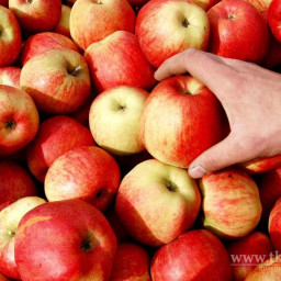 На плодовоовощной базе в Братске уничтожили санкционные яблоки
