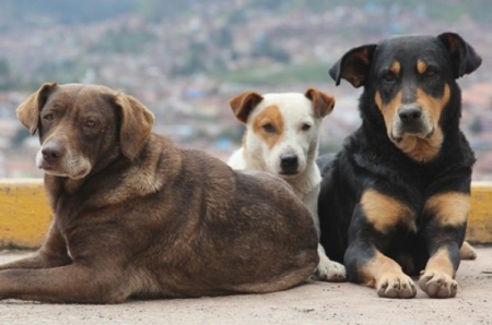 В Иркутске заключены муниципальные контракты на отлов собак