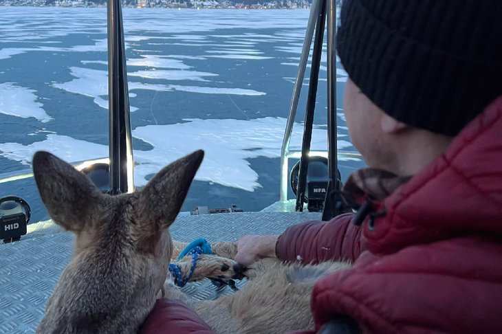 Жители поселка на берегу Байкала спасли со льда озера косулю