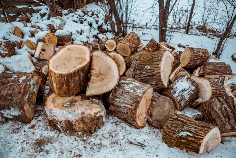 В Приангарье черных лесорубов приговорили к колонии за заготовку древесины на полмиллиона