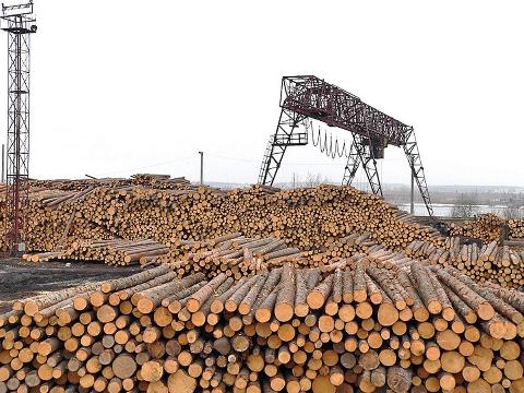 В Иркутской области контрабандисты вывезли лесоматериалов на 425 миллионов рублей