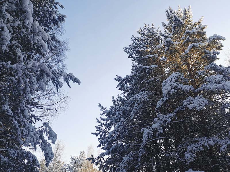 Иркутский лыжник заблудился в лесу в мороз