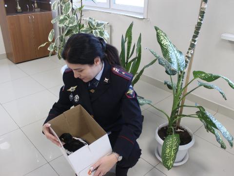 Иркутские полицейские спасли утку в аномальный мороз