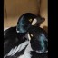 Двух пострадавших от морозов самцов гоголя выхаживают в Иркутской зоогалерее