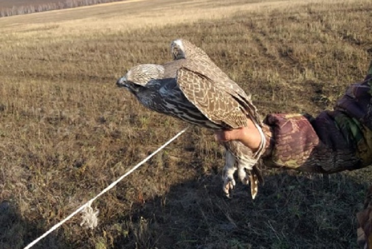 В Иркутске суд вынес приговор семерым браконьерам за незаконную добычу краснокнижных птиц
