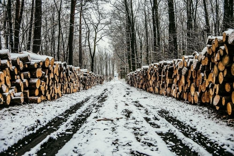 Суд вынес приговор жителю Иркутской области за незаконную рубку леса на 22 млн рублей