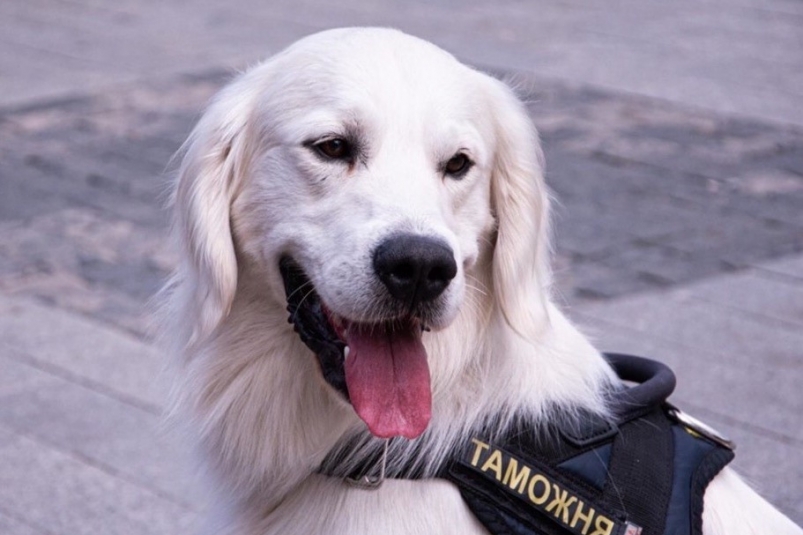 Служебные собаки помогли таможенникам Сибири выявить более 101 кг наркотиков