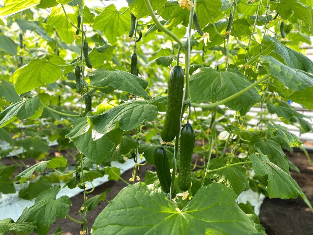 В теплицах Иркутской области собрали первый урожай овощей и зелени