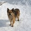 В Тайшетском районе почти миллион рублей направят на бездомных собак
