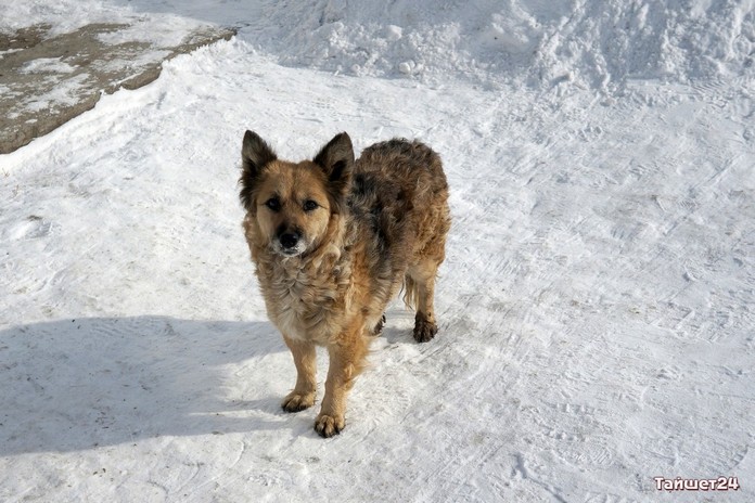 В Тайшетском районе почти миллион рублей направят на бездомных собак