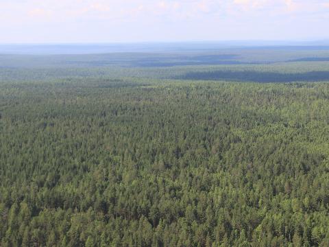 Площадь охраняемых от пожаров лесов увеличится в Иркутской области на 3,1 млн гектаров