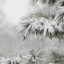 Снег и метели прогнозируют синоптики в Приангарье в понедельник 30 января
