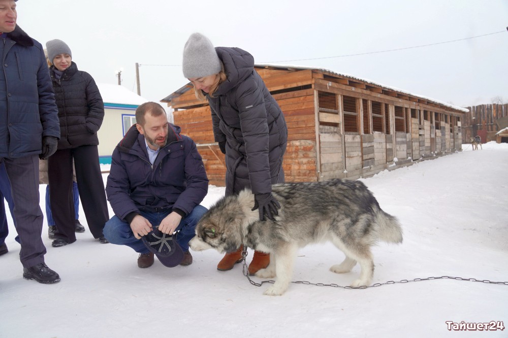 В Иркутской области появится больше приютов для бездомных животных