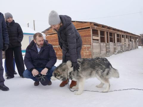 В Иркутской области появится больше приютов для бездомных животных