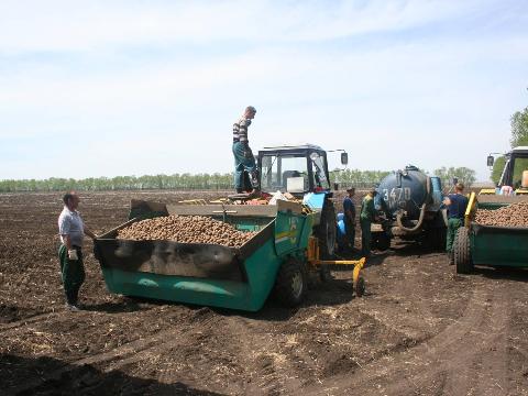 В Иркутской области на поддержку производства картофеля направят 42,4 млн рублей