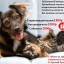 Ветеринары Тайшетского района предлагают скидки на операции животным