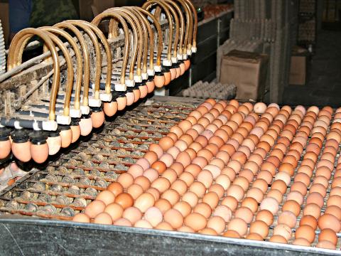 Более одного миллиарда яиц произвели в Иркутской области в 2022 году