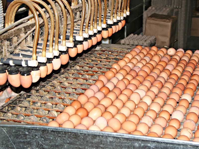 Более миллиарда куриных яиц произвели в Иркутской области в 2022 году