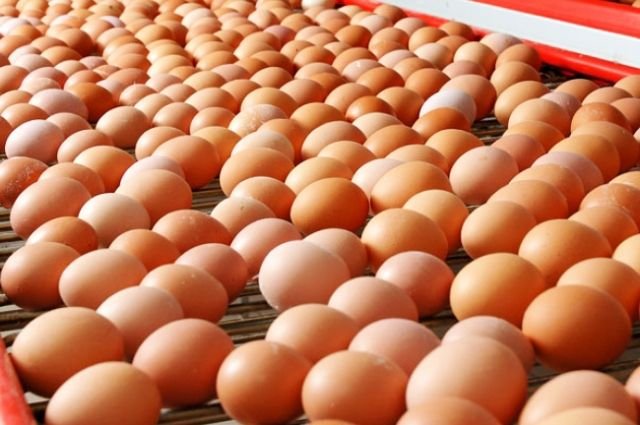Более миллиард яиц произвели птицефабрики Иркутской области в прошлом году