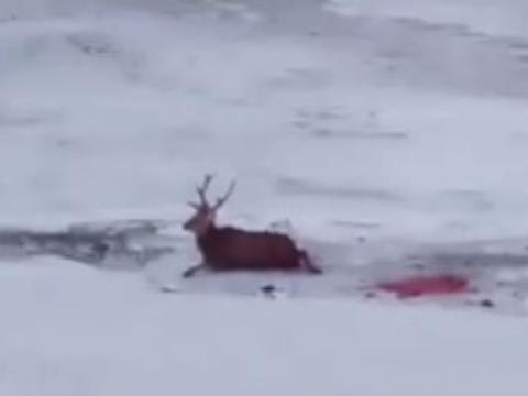 В Приморье умер покусанный бродячими собаками олень