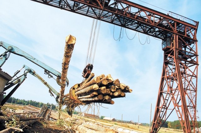 Полиция выявила контрабанду леса на 283 миллиона рублей в Иркутской области