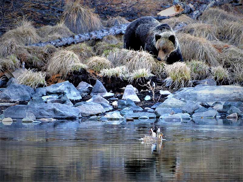 Туристический маршрут по КБЖД закрыли из-за ранней активности медведей