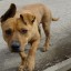 Искусанному собаками мальчику из Усть-Кута выплатят 100 тысяч рулей