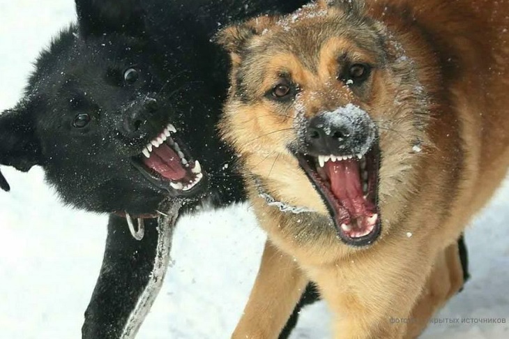 Администрация Усть-Кута выплатит компенсацию матери ребенка, укушенного собаками