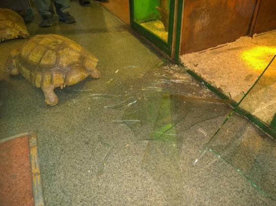 Гигантские черепахи разбили вольер и сбежали из иркутской «Зоогалереи»