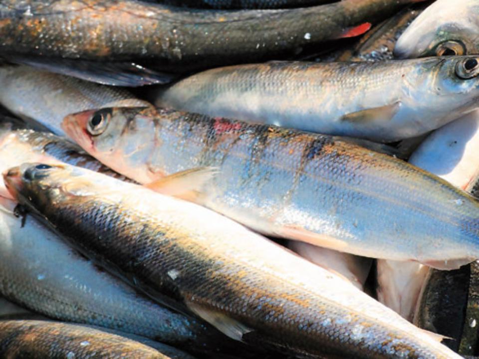 Приангарье предложит федеральному центру подключиться к проектам создания рыборазводных заводов