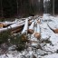 Свыше 3 млн рублей взыскали с чёрных лесорубов из Приангарья за ущерб животным
