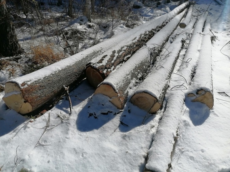 Тюремный срок грозит жителю Нижнеудинска за незаконно срубленные деревья для хознужд