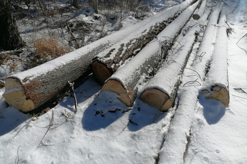 Жителю Нижнеудинска может грозить срок за незаконно спиленные 15 деревьев