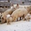 Профилактические мероприятия по африканской чуме свиней проводятся в Иркутской области