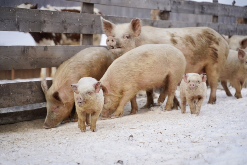 Профилактические мероприятия по африканской чуме свиней проводятся в Иркутской области