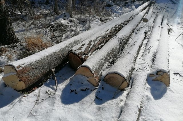 Полицейские выявили факт незаконной вырубки деревьев в Нижнеудинске