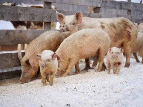 Профилактика африканской чумы свиней проходит в Иркутской области