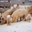 Профилактика африканской чумы свиней проходит в Иркутской области