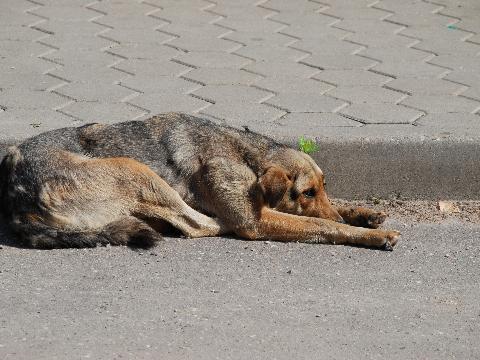 Депутаты Думы Иркутска хотят провести опрос по обращению с бездомными собаками