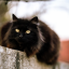 "Росгосстрах" получил приз за лучший инфоповод 2022 года — страхование кота Бегемота